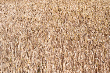 Golden wheat field at the Flemish countryside in Ternat, Flemish Brabant, Belgium
