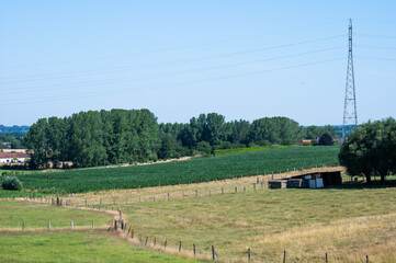 Green leaves of beet plantation on hills at the Flemish countryside in Ternat, Belgium