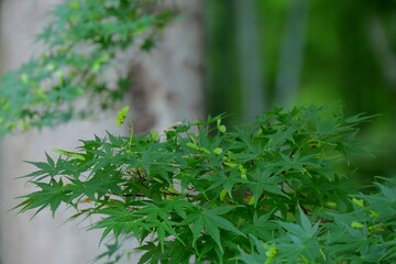 竹林ともみじの木