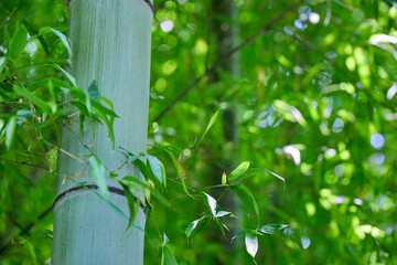 green grass and fence