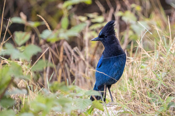 blue bird in the grass