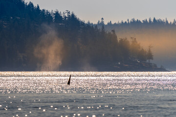 morning mist on the river