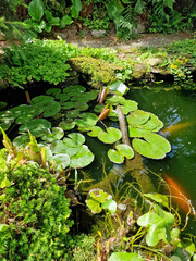 A peaceful garden pond filled with floating water lily leaves and vibrant orange fish, creating a tranquil natural scene.