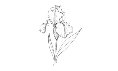 Iris flower continious line drawing. Spring flowers. Floristry, botany, garden. Vector illustration