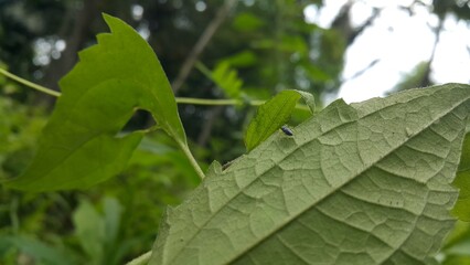 Phintella bifurcilinea perched on a leaf. Shot in forest. This spider is usually found in China, Korea, Vietnam, Japan. Phintella bifurcilinea is a type of spider belonging to the Salticidae family.