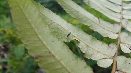 Phintella bifurcilinea is a type of spider belonging to the Salticidae family. Documentary on...