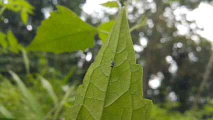 Phintella bifurcilinea perched on a leaf. Shot in forest. This spider is usually found in China, Korea, Vietnam, Japan. Phintella bifurcilinea is a type of spider belonging to the Salticidae family.