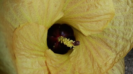 Hibiscus tiliaceus ditemukan digunung. Kembang sepatu tiliaceus, Talipariti, Malvaceae. The sea...
