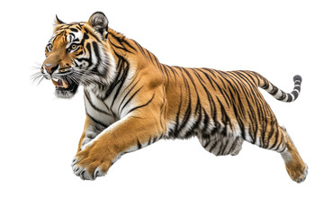 Obraz premium Majestic Tiger Leaping Powerful Predator in Motion isolated on a transparent background