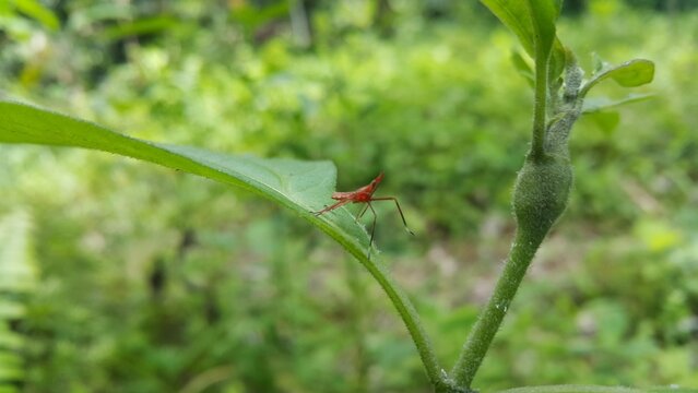 Dictyophara perches on green plants. Shot in the forest. Dictyopharidae, Planthopper Nymph, red treehopper nymph, Pandanus planthopper, Flatidae, Dictyophara nakanonis.