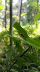 Orchid beetles eat plants. Shot in mountain. ORCHID BEETLE, DENDROBIUM BEETLE, STETHOPACHYS FORMOSA. This insect feeds on the flowers and leaves of orchids, often causing damage to cultivated plants