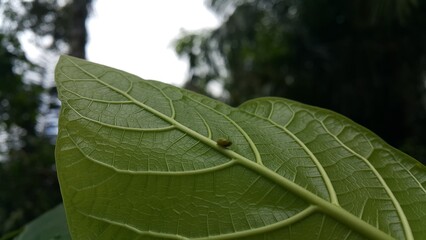 Green Rounded Planthopper perches on a textured plant leaf. Shot in jungle. This odd little planthopper is known from Sumatra and Java (west&central).