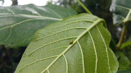 Green Rounded Planthopper perches on a textured plant leaf. World Environment Day on June 5th. World Wildlife Conservation Day on December 4th. World Nature Conservation Day on July 28th.