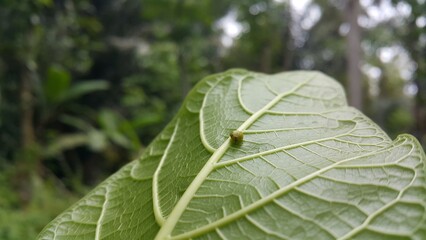Green Rounded Planthopper perches on a textured plant leaf. Shot in mountain. This odd little planthopper is known from Sumatra and Java (west&central).