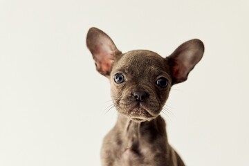 Adorable Puppy with Cute Expression Looking at the Camera