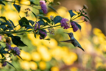 yellow flowers on a branch