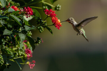 hummingbird and flower