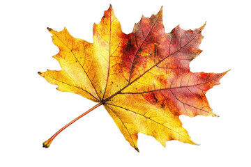 Obraz premium Autumn Maple Leaf Isolated Black Background isolated on a transparent background