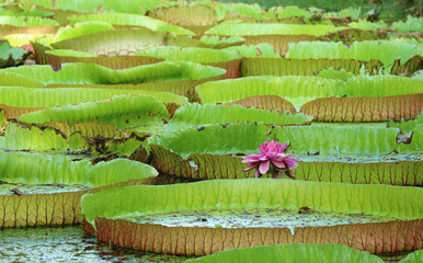 Group of Large Water Lily Pads of Victoria Amazonica in a Duckweed Covered Pond