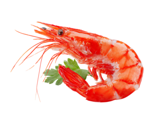 Single Cooked Red Shrimp with Parsley Garnish isolated on a transparent background prawn seafood