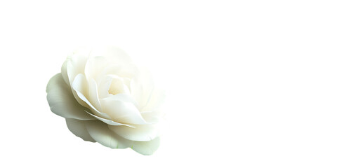 Camellia Flower with Leafy Stem on Transparent Background