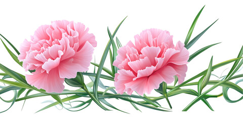Carnation Flower with Green Leaves on Transparent Background