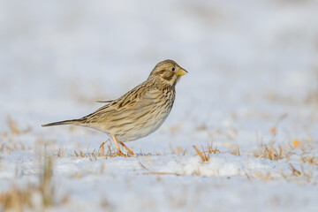 Emberiza calandra on the snow