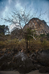 person is perched on a large, weathered rock, positioned in front of a barren tree