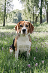 Adorable beagle dog sitting in flower-filled park with tall trees and purple blossoms on a bright day
