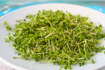 Fresh green broccoli microgreens on a white plate. Healthy sprout plant ingredient for vegan and vegetarian nutrition food. Top view of edible seedling.