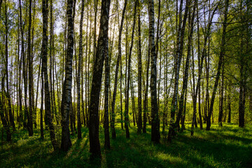 Sunlight filtering through the tall birch trees in a lush green forest, creating a serene and captivating natural landscape for nature enthusiasts.