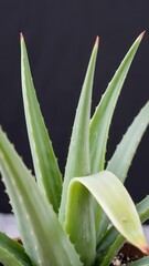 Obraz premium aloe vera plant