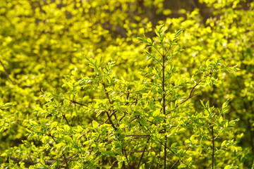 Full frame image of dense lime green shrub with young leaves in late spring or early summer,...