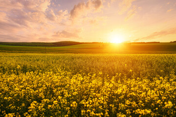 Fototapeta premium Yellow bright flowers bloom in a field of rapeseed at sunset light, creating a beautiful summer landscape. Agricultural business concept image.