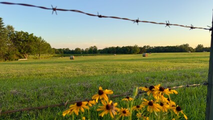 flowers in field