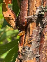 damaged cherry tree bark with resin

