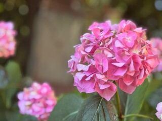 pink hydrangea