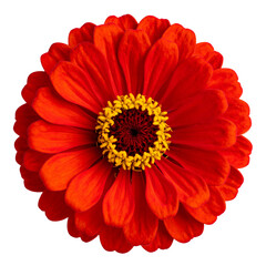 Top View of Red Zinnia Blossom with Symmetrical Petals, Transparent PNG