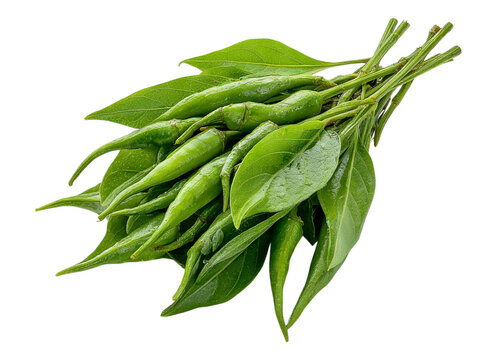 Fresh Pipicha Stem