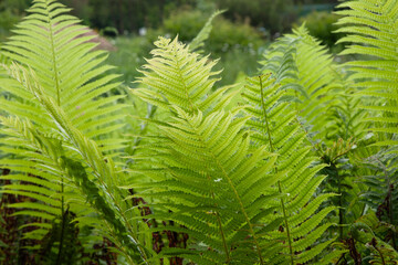 Background of beautifully swirled green fern leaves in the garden. Close up photo of fern leaves....