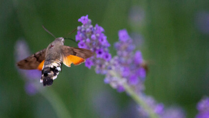 butterfly on purple flower