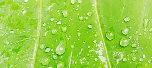 green leaf with water drops