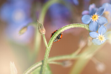 Close-up macro view of a tiny red and black striped ladybug delicately climbing the stem of a...
