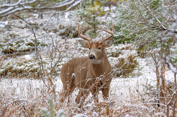White-tailed deer buck with huge neck standing in the forest on a winter day in Canada