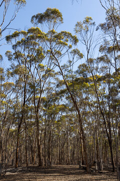 dryandra woodland scene with young slim Eucalyptus astringens trees in vertical frame