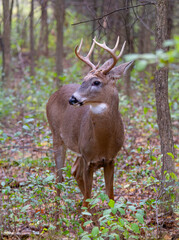 White-tailed deer buck with big neck walking through the meadow during the autumn rut in Canada