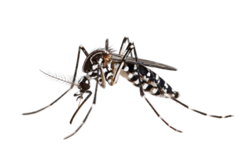 Aedes Albopictus Mosquito Detailed Closeup Black Background isolated on a transparent background