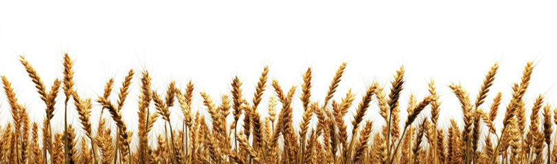  field of wheat isolated on a transparent background , clipping path, 