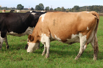 Cows graze in the pasture. Agriculture. Cattle breeding.