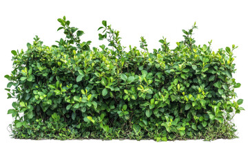 Obraz premium Lush green hedge dense foliage natural greenery vibrant leaves outdoor plant wall isolated on a transparent background